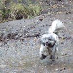 Lhasa apso, Ruffles