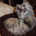 Ruffles wants to nap!