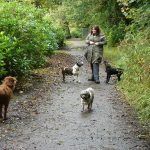 Dog walking in Mugdock park