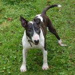 Wilfred the english bull terrier