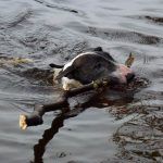 Wilfred swimming with his sick!