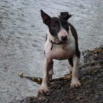 Dog at loch
