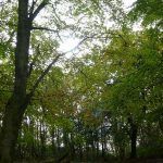 The sun shining through the woods!