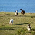 The dogs running on grass in Erskine