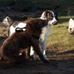 Dog stopping on sand