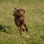 Dog running with plastic bottle