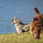 Dogs in sun