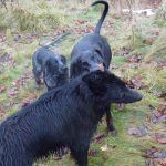 Dogs walking in Erskine