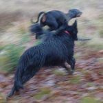 Dogs running