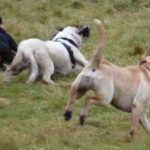 Beau loves to get chased!