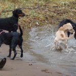 Friendly, young dogs playing!