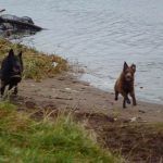 Dogs running as fast as they can