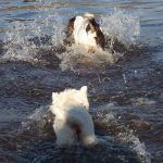 Dogs in the water