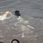 Dogs swimming after same stick!