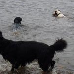 Spaniels swimming