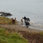 Pack of dogs