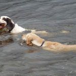 Gundogs swimming together!