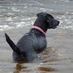 Black labrador puppy, Beau in the water!
