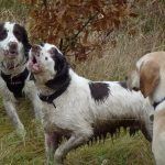 Springer spaniels meet!