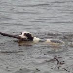 Springer spaniel retrieving