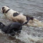 Cocker spaniel and springer spaniel
