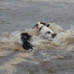 Dogs crashing into water