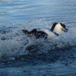 Springer spaniel running into river