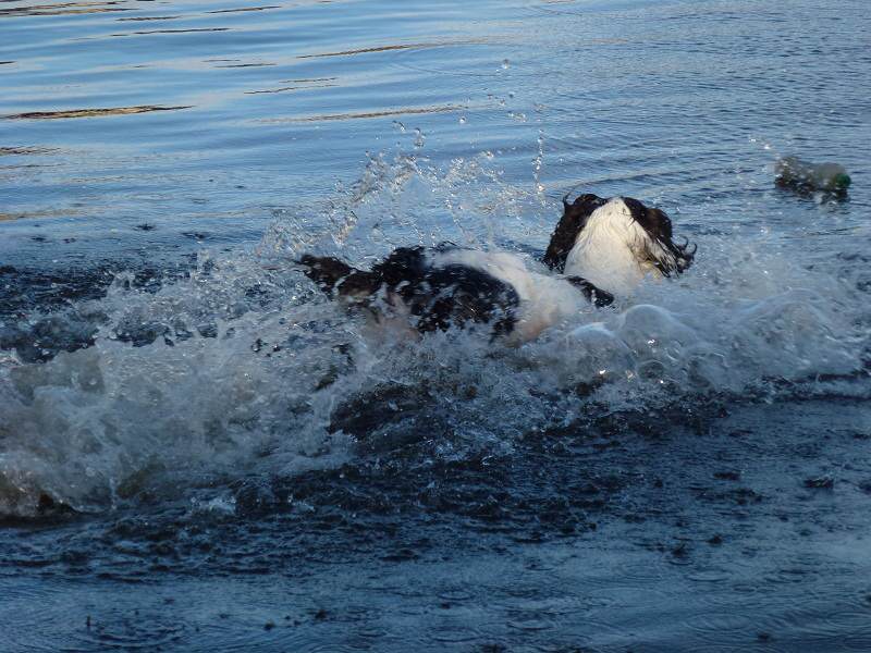 Springer spaniel running into river