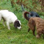 dogs sniffing!