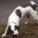 Springer spaniel, Jack with his stick!
