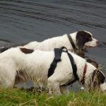 The springer spaniels!