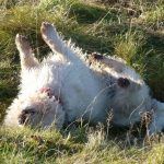 West highland terriers love back rubs!