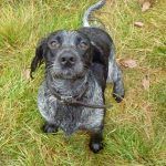 Benny the working blue roan cocker spaniel
