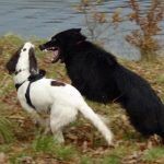 Young dogs playing