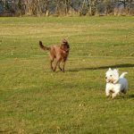 dog walking at parklea