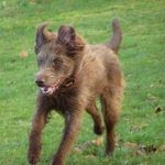 Ruby on the run!