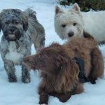 Dogs in snow!