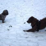Dog play bow in snow