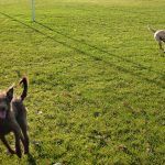 dogs running in playing fields
