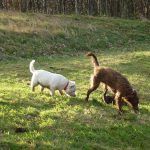 dogs walking in parklea