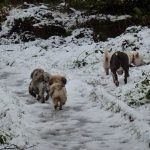 A snow covered trail in Finlaystone