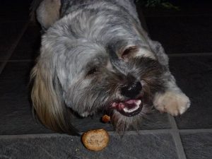Ruffles with his treat!