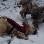 Lhasa apsos playing in snow!