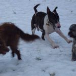 Wilfred joins in the fun!