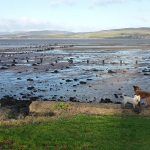 river clyde parklea port glasgow