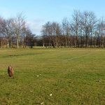 ruby running on parklea playing fields