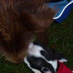 boston terrier and collie