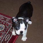 boston terrier puppy