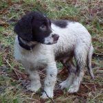 wet springer spaniel puppy