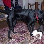 Beau meets Buddy!